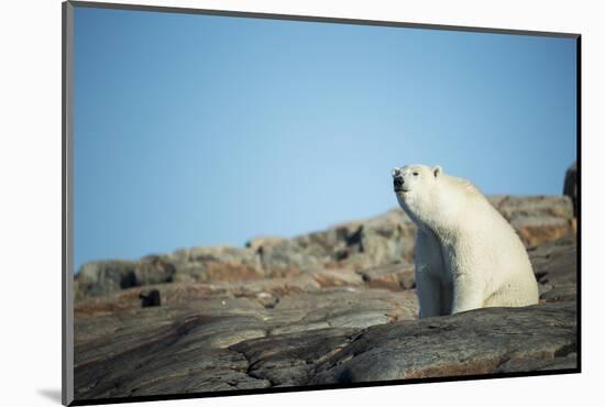 Canada, Nunavut, Repulse Bay, Polar Bear Sitting on Mountain Slope-Paul Souders-Mounted Photographic Print