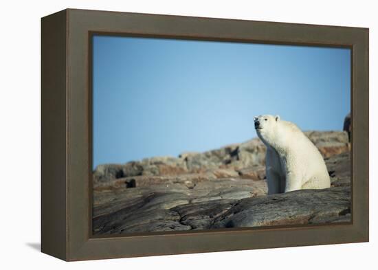 Canada, Nunavut, Repulse Bay, Polar Bear Sitting on Mountain Slope-Paul Souders-Framed Premier Image Canvas