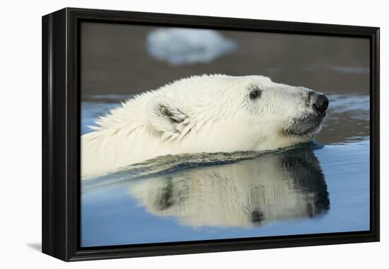 Canada, Nunavut, Repulse Bay, Polar Bear Swimming in Hudson Bay-Paul Souders-Framed Premier Image Canvas