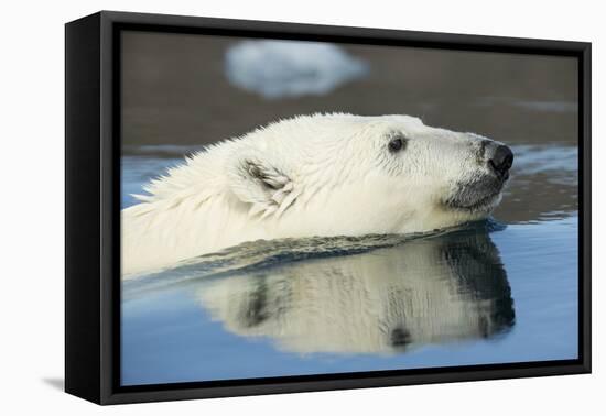 Canada, Nunavut, Repulse Bay, Polar Bear Swimming in Hudson Bay-Paul Souders-Framed Premier Image Canvas