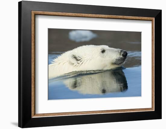 Canada, Nunavut, Repulse Bay, Polar Bear Swimming in Hudson Bay-Paul Souders-Framed Photographic Print