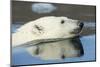 Canada, Nunavut, Repulse Bay, Polar Bear Swimming in Hudson Bay-Paul Souders-Mounted Photographic Print