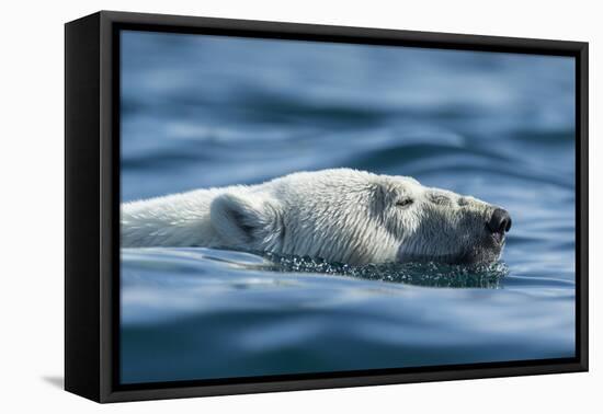 Canada, Nunavut, Repulse Bay, Polar Bear Swimming Near Harbour Islands-Paul Souders-Framed Premier Image Canvas