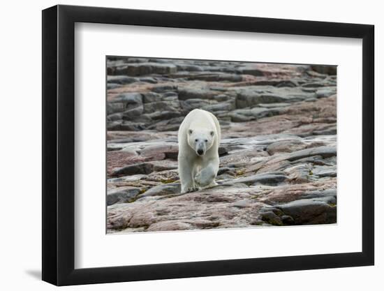 Canada, Nunavut, Repulse Bay, Polar Bear Walking across Rock Surface-Paul Souders-Framed Photographic Print