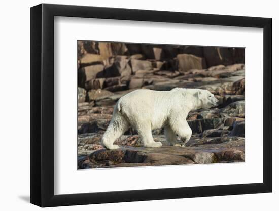 Canada, Nunavut, Repulse Bay, Polar Bear Walking Along Rocky Shoreline-Paul Souders-Framed Photographic Print