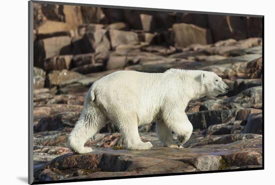 Canada, Nunavut, Repulse Bay, Polar Bear Walking Along Rocky Shoreline-Paul Souders-Mounted Photographic Print