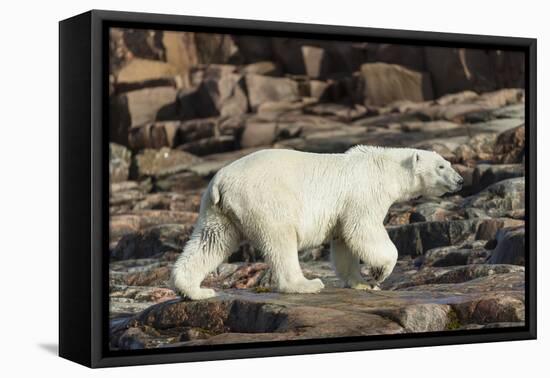 Canada, Nunavut, Repulse Bay, Polar Bear Walking Along Rocky Shoreline-Paul Souders-Framed Premier Image Canvas