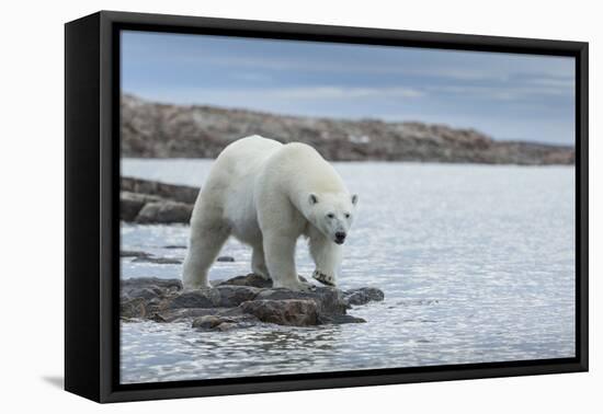 Canada, Nunavut, Repulse Bay, Polar Bear Walking Along Shoreline-Paul Souders-Framed Premier Image Canvas