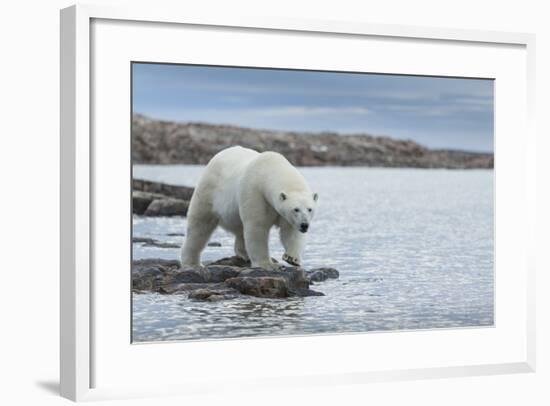 Canada, Nunavut, Repulse Bay, Polar Bear Walking Along Shoreline-Paul Souders-Framed Photographic Print