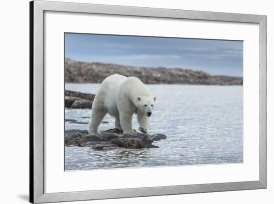 Canada, Nunavut, Repulse Bay, Polar Bear Walking Along Shoreline-Paul Souders-Framed Photographic Print