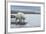 Canada, Nunavut, Repulse Bay, Polar Bear Walking Along Shoreline-Paul Souders-Framed Photographic Print