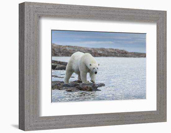 Canada, Nunavut, Repulse Bay, Polar Bear Walking Along Shoreline-Paul Souders-Framed Photographic Print