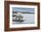 Canada, Nunavut, Repulse Bay, Polar Bear Walking Along Shoreline-Paul Souders-Framed Photographic Print