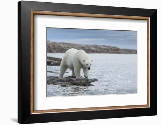 Canada, Nunavut, Repulse Bay, Polar Bear Walking Along Shoreline-Paul Souders-Framed Photographic Print