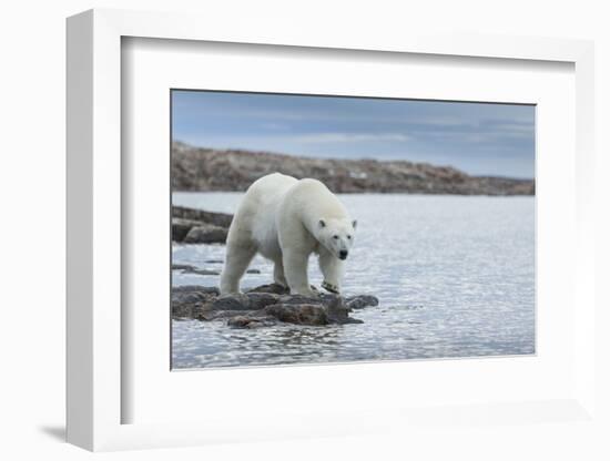 Canada, Nunavut, Repulse Bay, Polar Bear Walking Along Shoreline-Paul Souders-Framed Photographic Print