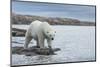 Canada, Nunavut, Repulse Bay, Polar Bear Walking Along Shoreline-Paul Souders-Mounted Photographic Print