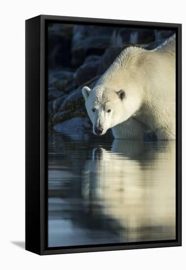 Canada, Nunavut, Repulse Bay, Polar Bears in Shallows of Hudson Bay-Paul Souders-Framed Premier Image Canvas