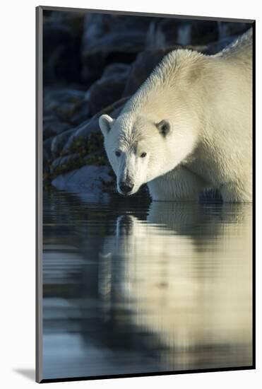 Canada, Nunavut, Repulse Bay, Polar Bears in Shallows of Hudson Bay-Paul Souders-Mounted Photographic Print