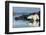 Canada, Nunavut, Repulse Bay, Polar Bears in Shallows of Hudson Bay-Paul Souders-Framed Photographic Print