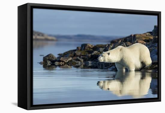 Canada, Nunavut, Repulse Bay, Polar Bears in Shallows of Hudson Bay-Paul Souders-Framed Premier Image Canvas