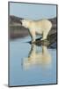 Canada, Nunavut, Repulse Bay, Polar Bears Standing Along Shoreline-Paul Souders-Mounted Photographic Print