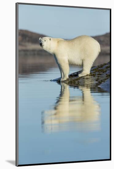 Canada, Nunavut, Repulse Bay, Polar Bears Standing Along Shoreline-Paul Souders-Mounted Photographic Print