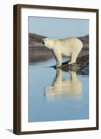 Canada, Nunavut, Repulse Bay, Polar Bears Standing Along Shoreline-Paul Souders-Framed Photographic Print