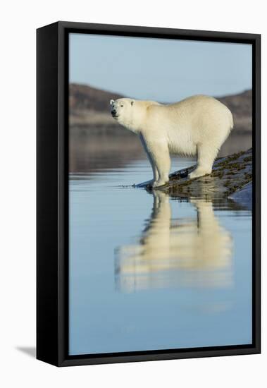 Canada, Nunavut, Repulse Bay, Polar Bears Standing Along Shoreline-Paul Souders-Framed Premier Image Canvas