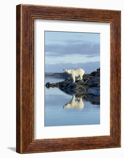Canada, Nunavut, Repulse Bay, Polar Bears Standing Along Shoreline-Paul Souders-Framed Photographic Print