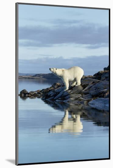 Canada, Nunavut, Repulse Bay, Polar Bears Standing Along Shoreline-Paul Souders-Mounted Photographic Print