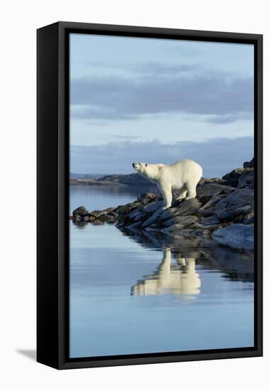 Canada, Nunavut, Repulse Bay, Polar Bears Standing Along Shoreline-Paul Souders-Framed Premier Image Canvas