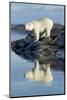 Canada, Nunavut, Repulse Bay, Polar Bears Standing Along the Shore-Paul Souders-Mounted Photographic Print