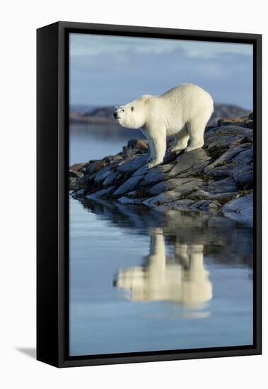 Canada, Nunavut, Repulse Bay, Polar Bears Standing Along the Shore-Paul Souders-Framed Premier Image Canvas