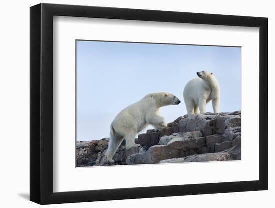 Canada, Nunavut, Repulse Bay, Polar Bears Walking across Stony Ridge-Paul Souders-Framed Photographic Print