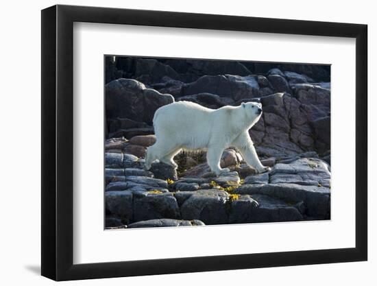 Canada, Nunavut, Repulse Bay, Polar Bears Walking Along Shore-Paul Souders-Framed Photographic Print