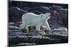 Canada, Nunavut, Repulse Bay, Polar Bears Walking Along Shore-Paul Souders-Mounted Photographic Print