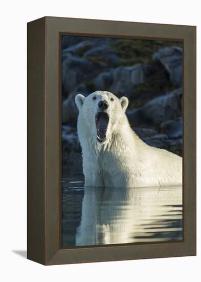 Canada, Nunavut, Repulse Bay, Polar Bears Yawning in Water-Paul Souders-Framed Premier Image Canvas