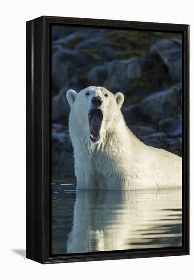 Canada, Nunavut, Repulse Bay, Polar Bears Yawning in Water-Paul Souders-Framed Premier Image Canvas