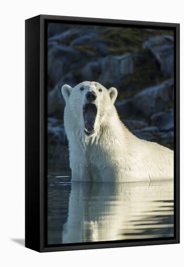 Canada, Nunavut, Repulse Bay, Polar Bears Yawning in Water-Paul Souders-Framed Premier Image Canvas