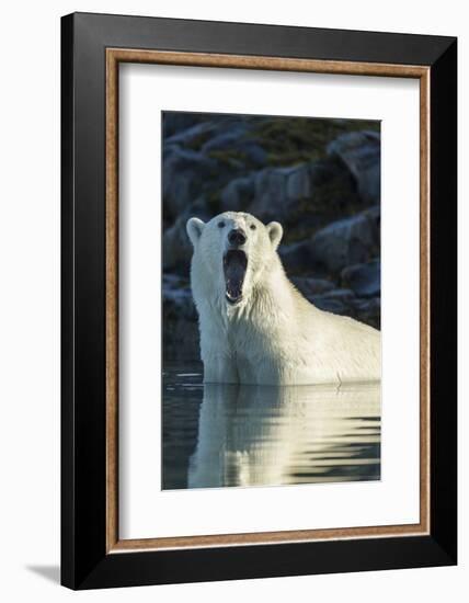 Canada, Nunavut, Repulse Bay, Polar Bears Yawning in Water-Paul Souders-Framed Photographic Print