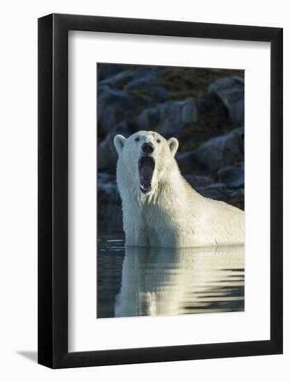 Canada, Nunavut, Repulse Bay, Polar Bears Yawning in Water-Paul Souders-Framed Photographic Print