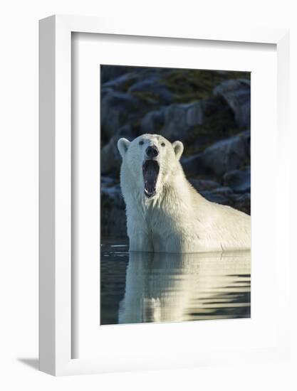 Canada, Nunavut, Repulse Bay, Polar Bears Yawning in Water-Paul Souders-Framed Photographic Print