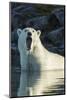 Canada, Nunavut, Repulse Bay, Polar Bears Yawning in Water-Paul Souders-Mounted Photographic Print