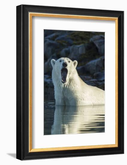 Canada, Nunavut, Repulse Bay, Polar Bears Yawning in Water-Paul Souders-Framed Photographic Print