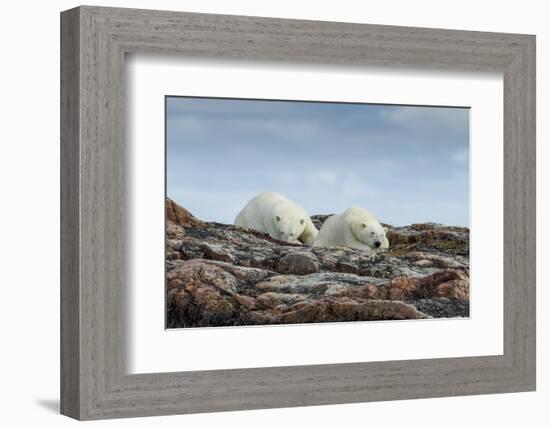 Canada, Nunavut, Repulse Bay, Two Polar Bears Resting Along a Ridge-Paul Souders-Framed Photographic Print