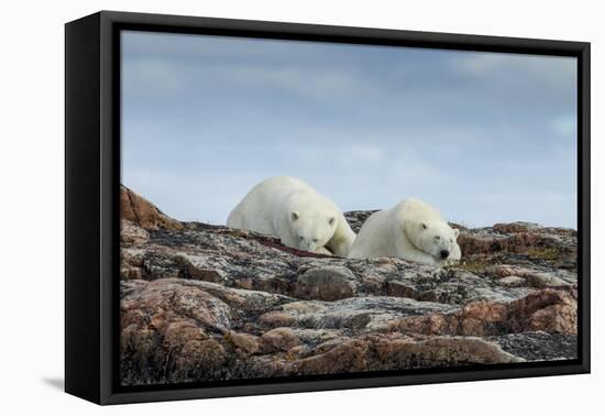 Canada, Nunavut, Repulse Bay, Two Polar Bears Resting Along a Ridge-Paul Souders-Framed Premier Image Canvas