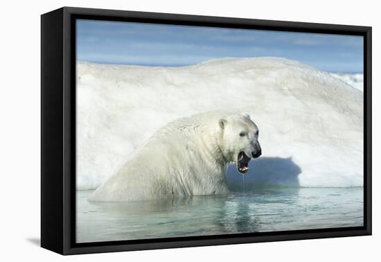 Canada, Nunavut Territory, Polar Bear on an Iceberg in Hudson Bay-Paul Souders-Framed Premier Image Canvas