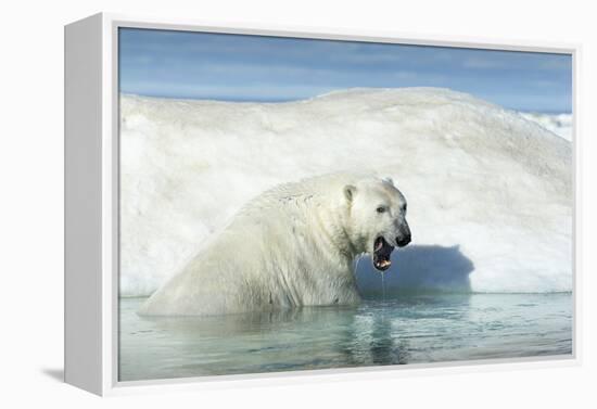 Canada, Nunavut Territory, Polar Bear on an Iceberg in Hudson Bay-Paul Souders-Framed Premier Image Canvas
