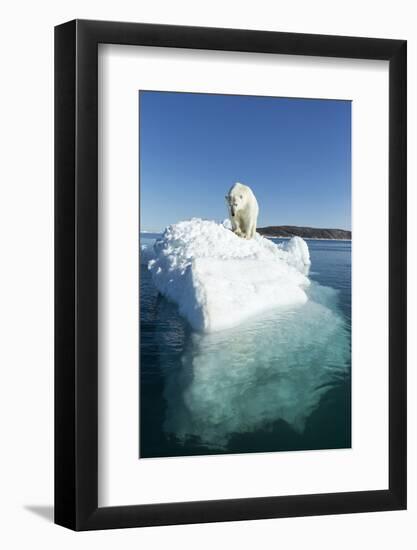 Canada, Nunavut Territory, Polar Bear on an Iceberg in Hudson Bay-Paul Souders-Framed Photographic Print