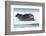 Canada, Nunavut Territory, Repulse Bay, Bearded Seal Resting in Summer Sun on Sea Ice on Hudson Bay-Paul Souders-Framed Photographic Print